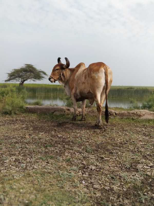 બળદ વેચવાના છે