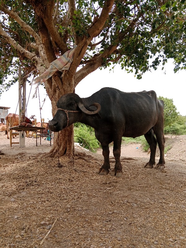 પેલા વેતર ની છે