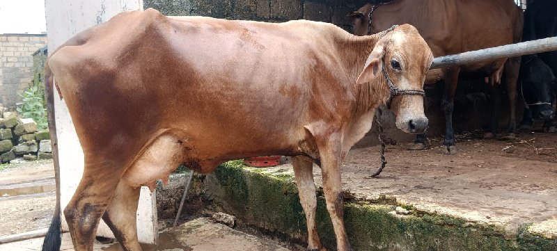 ગાય વેચવાની છે