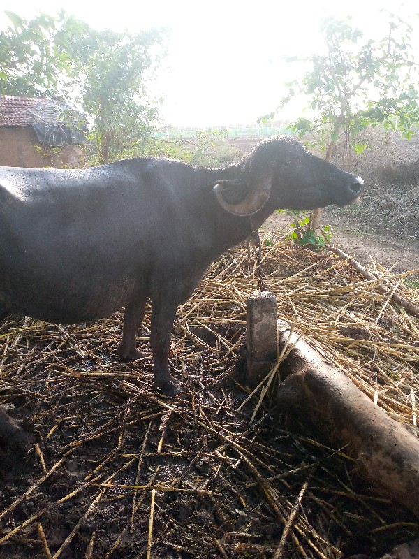 ભેંસ વેચવાની છે