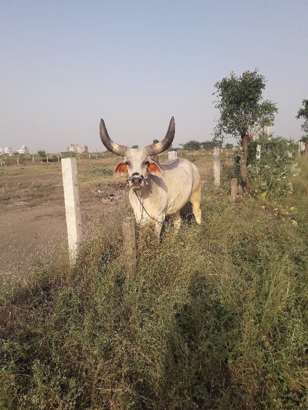 બળદ