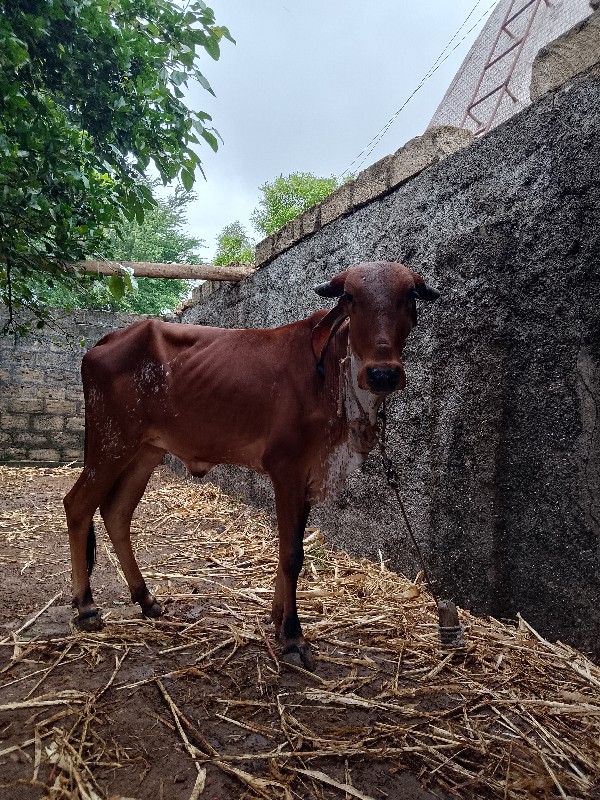 hodaki vesavani...