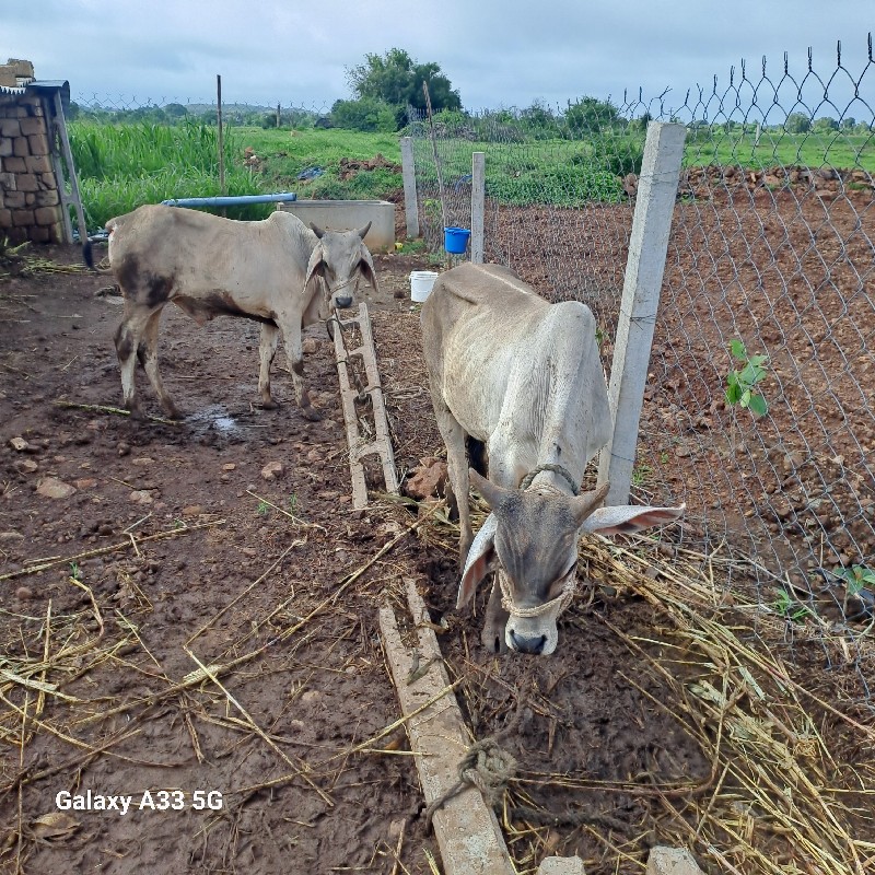 ગોઢલા વેચવા