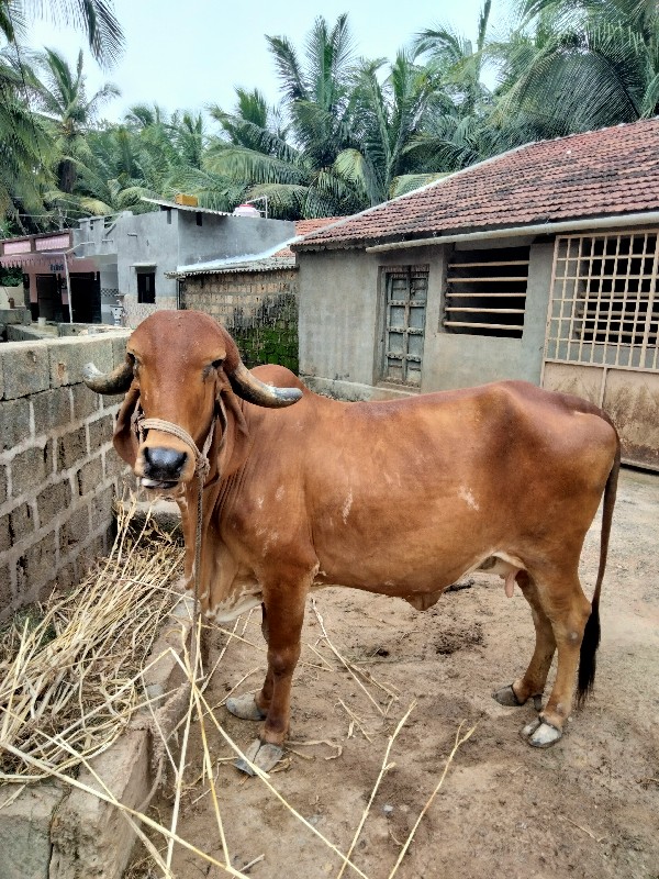 બીજું વેતર