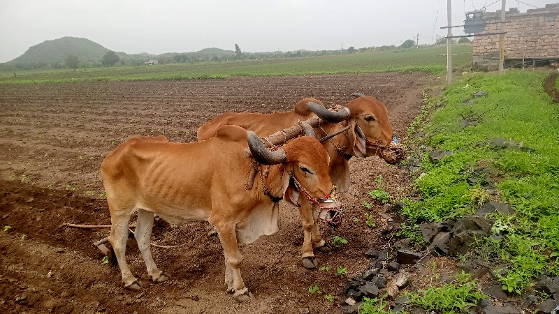 આ બળદ વેસાવ છે...