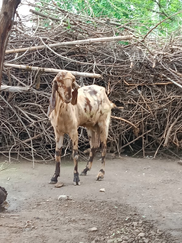 બે ઓરીજનલરાજસ્થ...