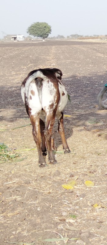 હોળ કીવેચવાનિછે