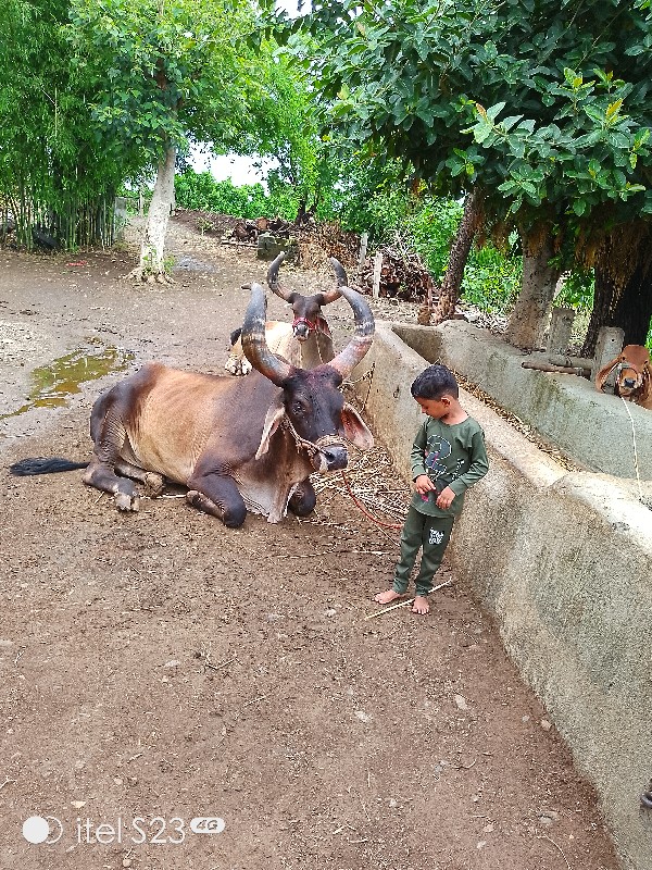 ચાર ધરના જામ્બા...