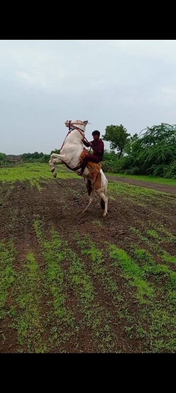 ઘોડી શારિ હોય ત...