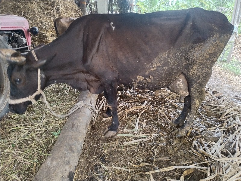 ગાય વેચવાની છે