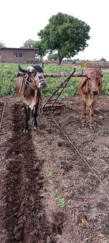 બળદ વેચવાના છે