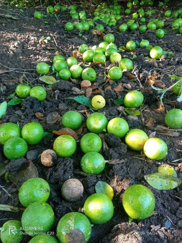 લીંબુનો રોપ