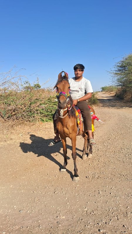 ધોડી ના સાટા કર...