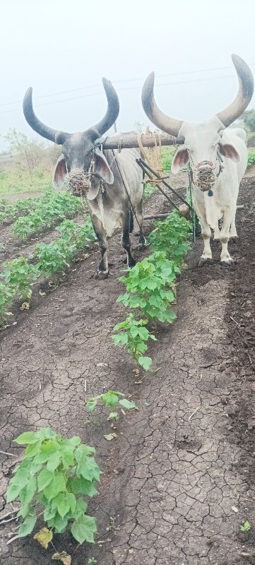 બળદ વેચવાના છે