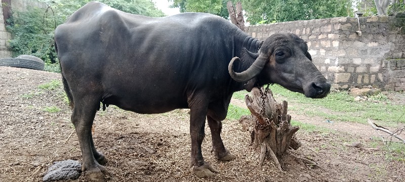 ભેંસ વેચવાની છે