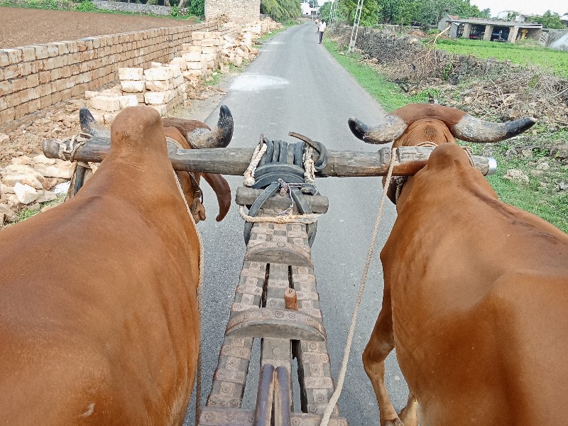 ગોધલા વેચવાના સ...