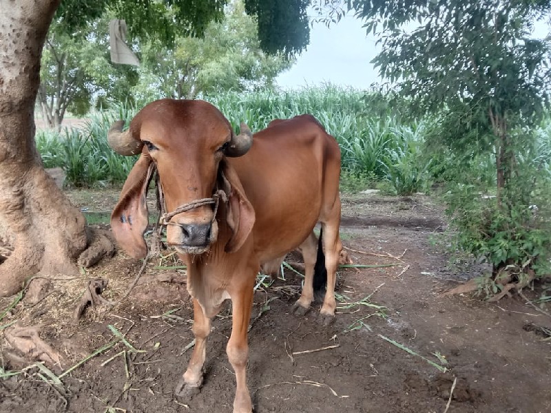 બળદ વેચવાનો છે