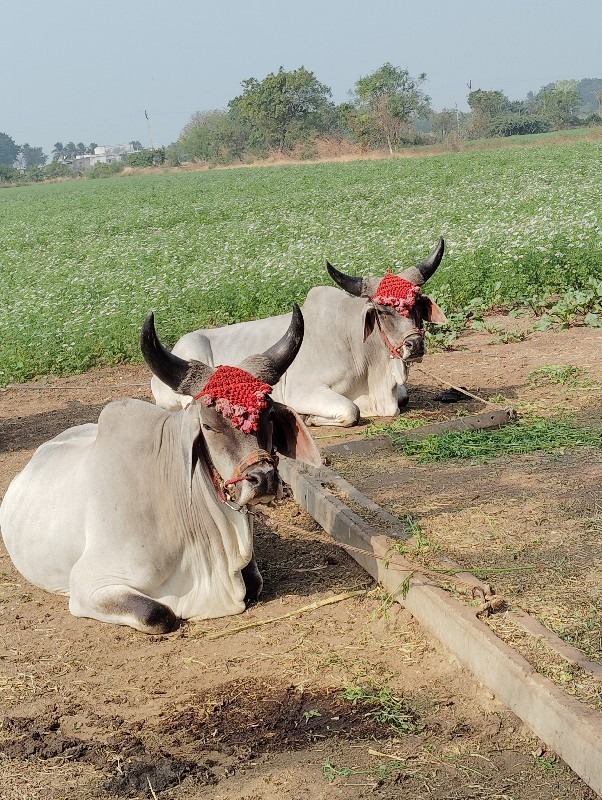 ગોધલા