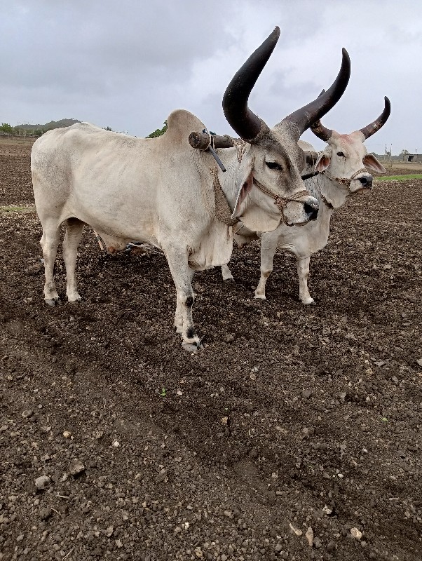 બળદ ગોઢલા વેસવા...