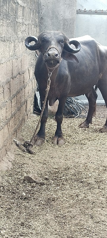 2 વેતર વીયાસે ગ...