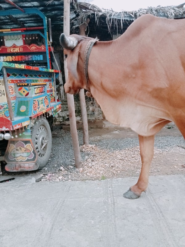 ગીર ગાય