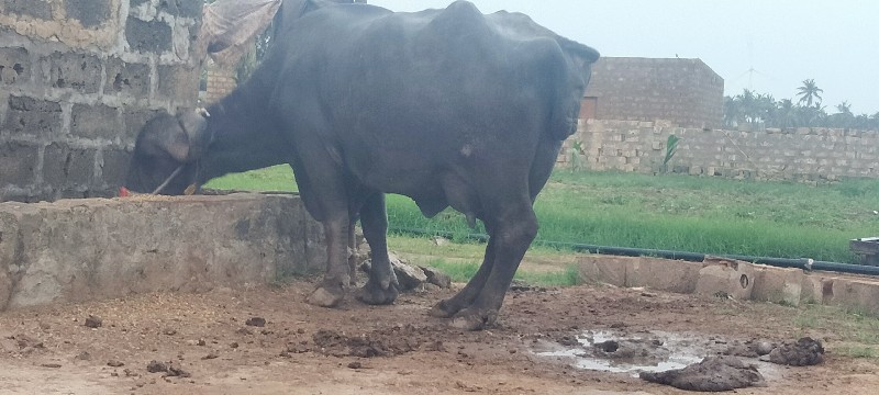 ત્રીજો હેતલ ભેં...