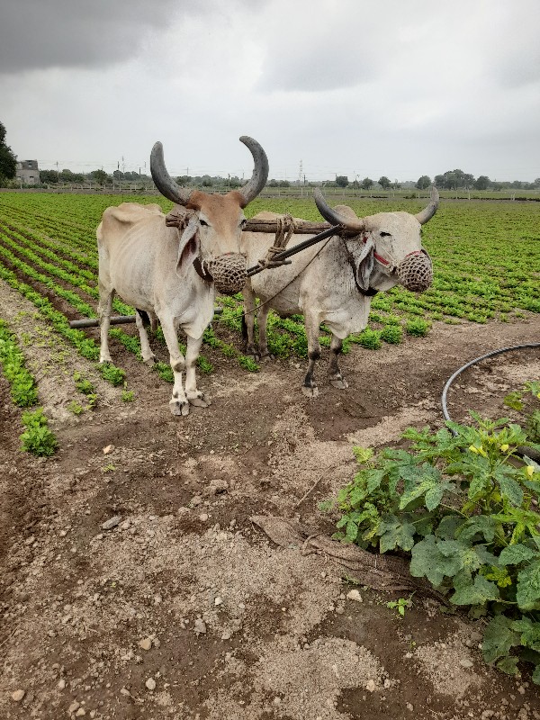 બળદ વેચવાના છે