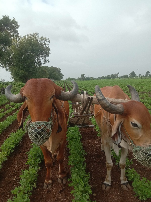 બળદ વેસવાનાસે