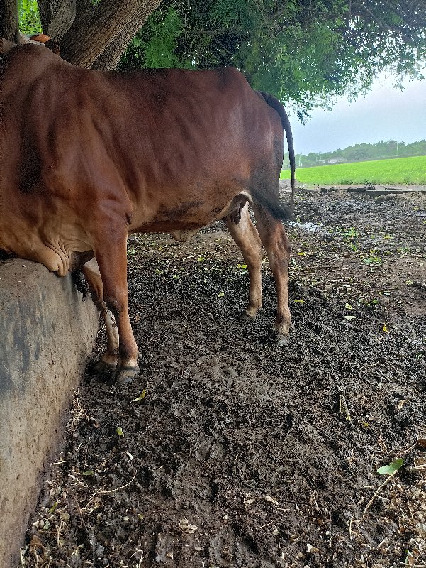 ગાય વેચવા ની છે