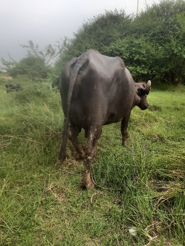 બેય વીયાલ રુબરુ...