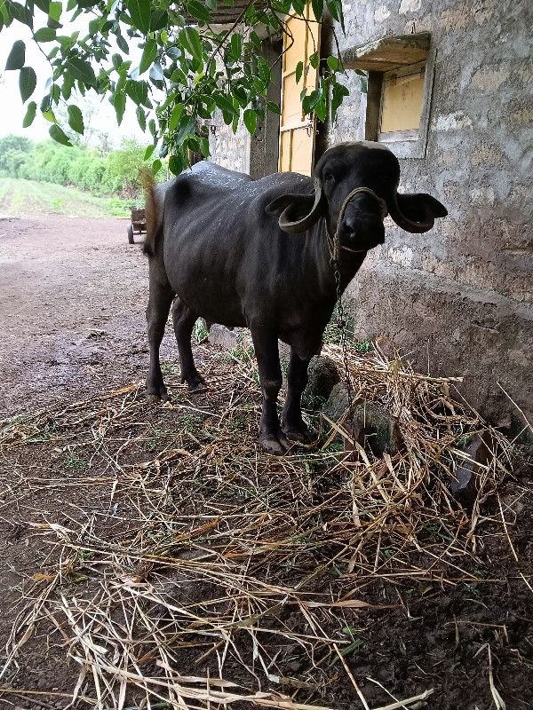 વેચવાની વી પછીન...