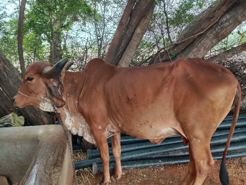 ગાય વેચવાની છે