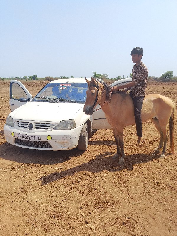 ઘોડી વેચવાની છે