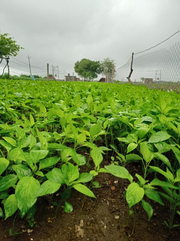 મરચી નો રોપ વેચ...