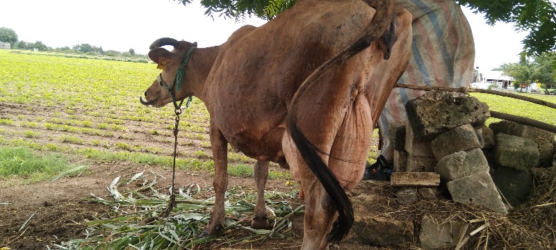 જરાસી