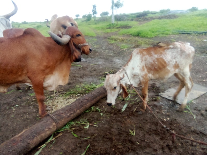 ગીર ગાય અને વાસ...