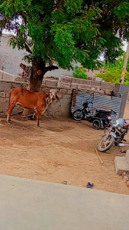 ગીરવાસડી વેચવાન...