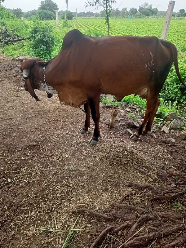 કાબરી વોડકી