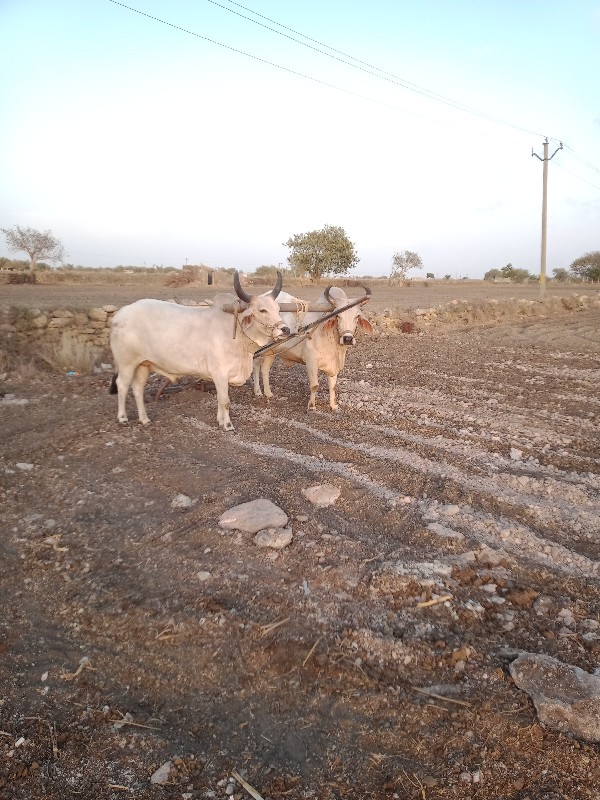 ગોંડલા વેચવાના...