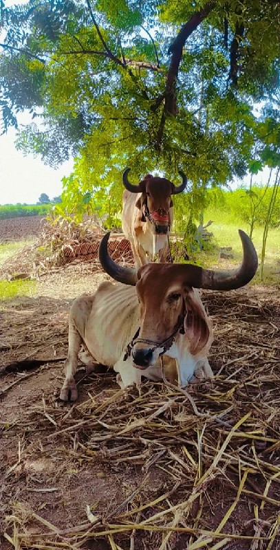 બળદ વેચવાના છે