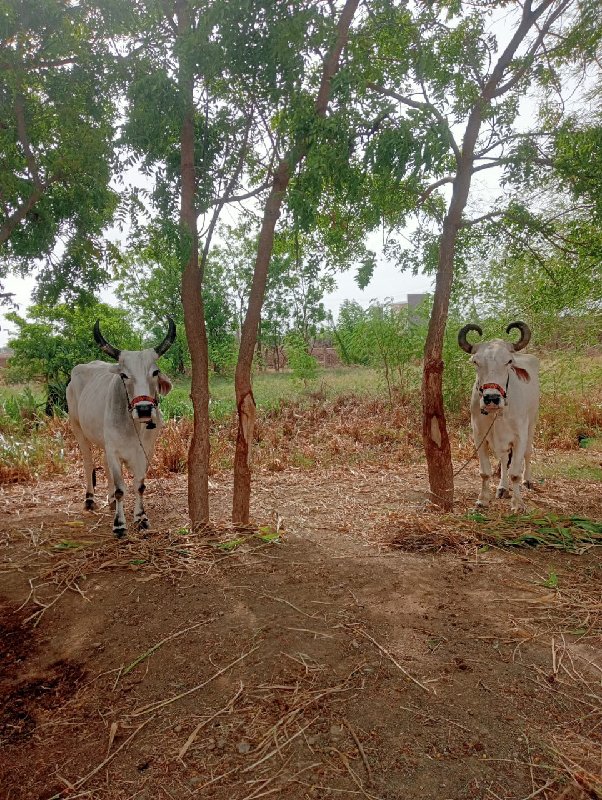 ગોઢલા વેચવાના છ...