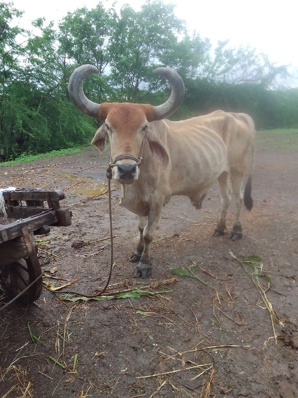 બળદ વેચવાનો છે