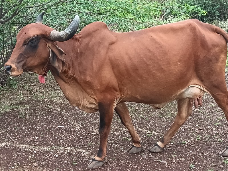 ગાય વેચાણ માટે...