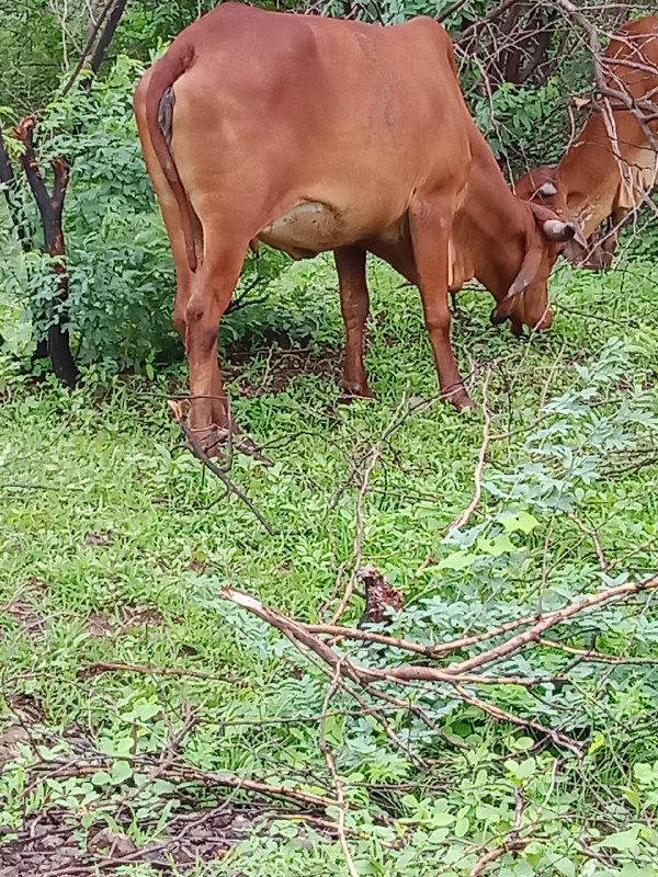 ગાય વેચવાની છે