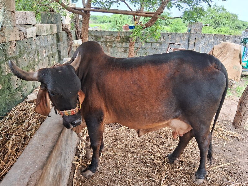 ગાય