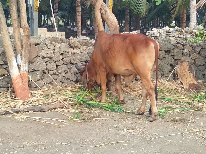 ગોઢલો વેચવાનો....