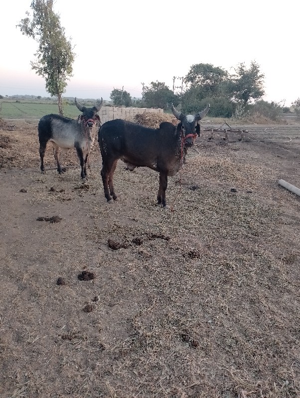 વઢીયારા ગોઢલા વ...