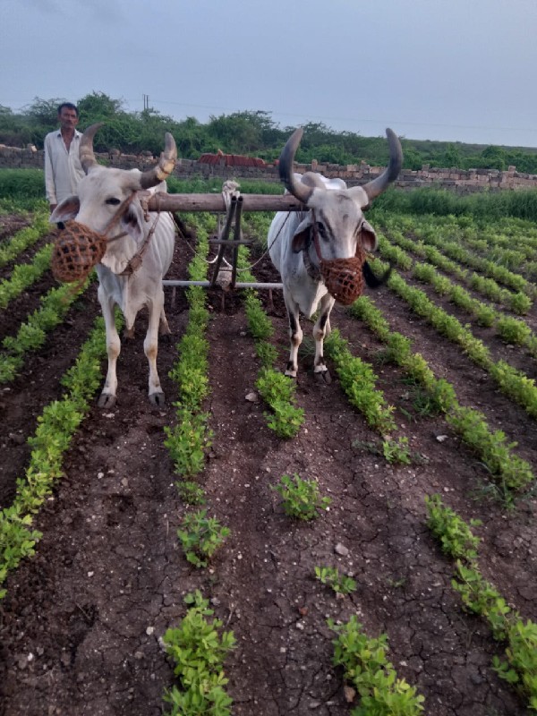 બડદ વેચવાના છે