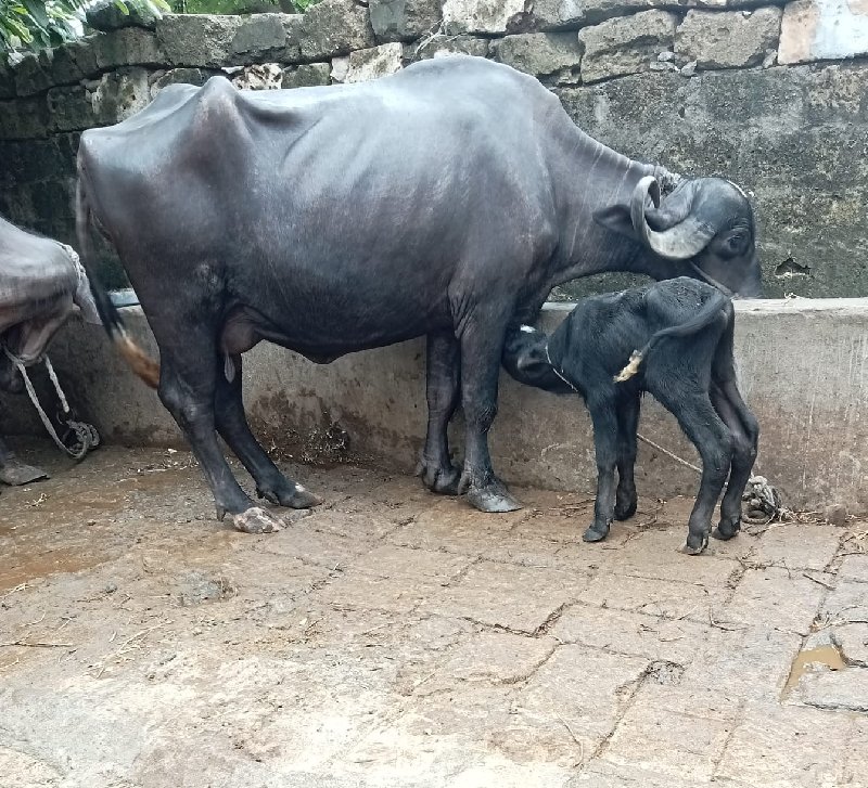 ખડૅલી વૅચવાની છ...