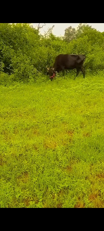 ક્રોસ વોડકી